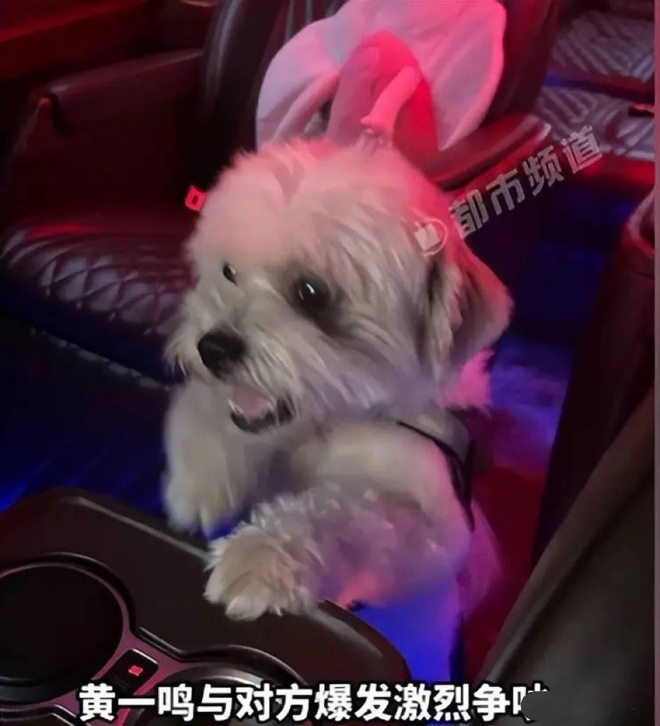 百万网红人设崩!前男友扒虐狗,思聪拒认女